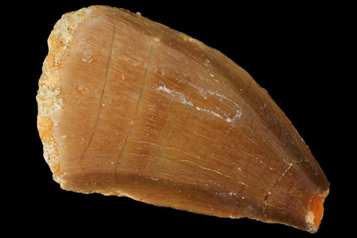Bargain, Mosasaur (Prognathodon) Tooth - Morocco #101063